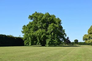 Picture of oak tree on the playing fields
